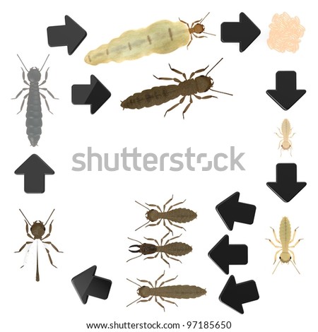 eggs insect termite render animals shutterstock vectors royalty 3d