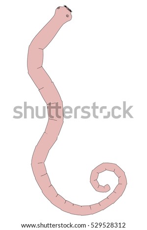 Tapeworm Stock Images, Royalty-Free Images & Vectors | Shutterstock