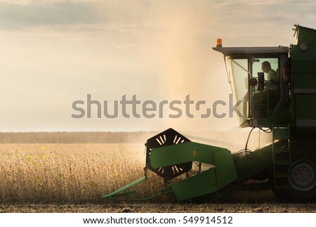 Harvesting of soybean field with combine
