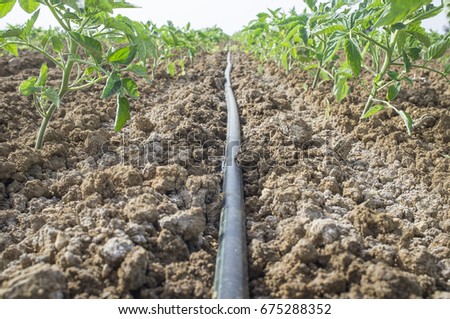 Young tomato plant growing with drip irrigation system. Ground level view