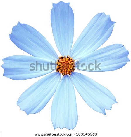 Blue Flower Isolated On White Background Stock Photo (Royalty Free