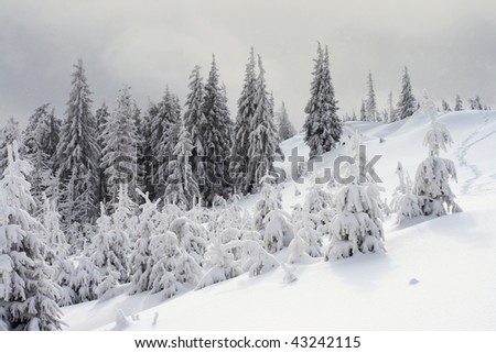 Winter trees in mountains covered with fresh snow