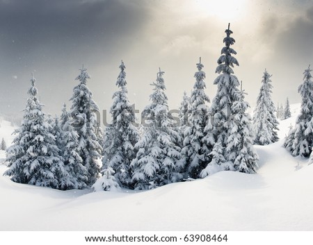 Trees covered with hoarfrost and snow in mountains