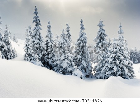 Trees covered with hoarfrost and snow in mountains.