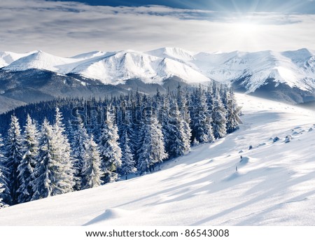 Beautiful winter landscape with snow covered trees