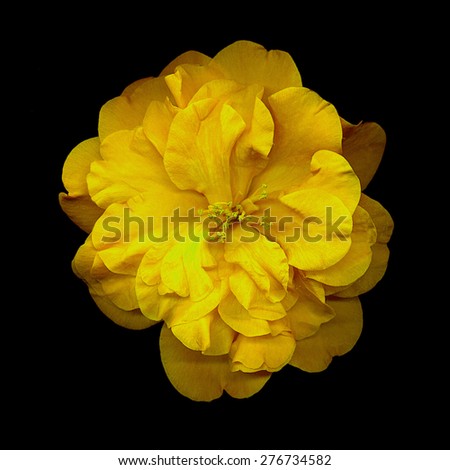 closeup of yellow camellia flower on black background