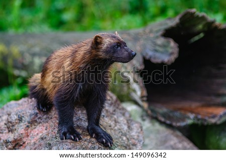 Wolverine Animal Stock Images, Royalty-Free Images & Vectors | Shutterstock