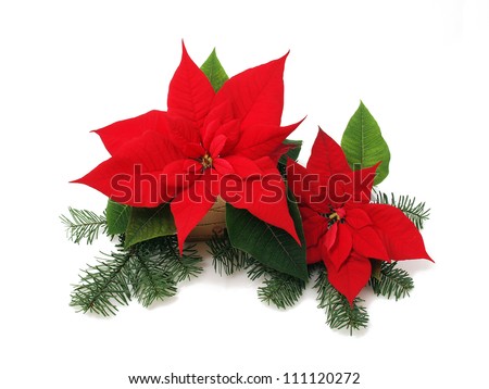 Red-poinsettias Stock Photos, Royalty-Free Images & Vectors - Shutterstock