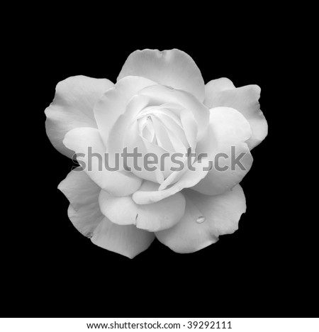 Black And White Rose Stock Photos, Images, & Pictures | Shutterstock