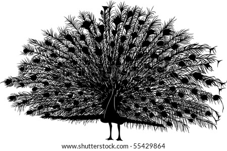 Peacock Silhouette Stock Images, Royalty-Free Images & Vectors ...