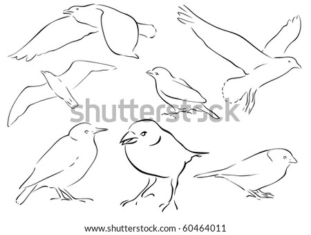 Bird Line Drawing Stock Images, Royalty-Free Images & Vectors