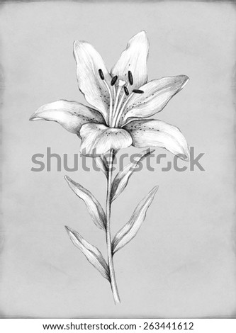 Pencil Drawing Lily Flower à¸ à¸²à¸žà¸›à¸£à¸°à¸ à¸­à¸šà¸ªà¸•à¹‡à¸­à¸  263441612 - Shutterstock