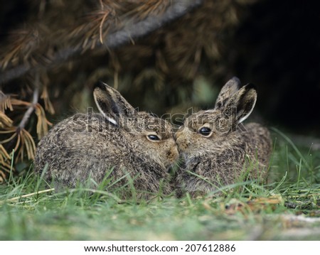 Nuzzling Stock Photos, Royalty-Free Images & Vectors - Shutterstock