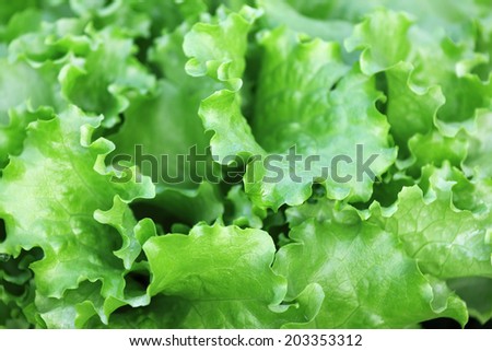 Fresh Green Lettuce making background