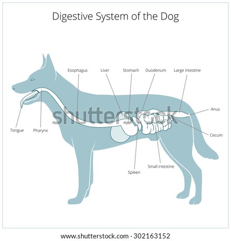 Animal Digestive System Stock Images, Royalty-Free Images & Vectors