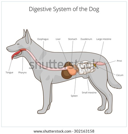 Digestive System Dog Vector Illustration Stock Vector (Royalty Free