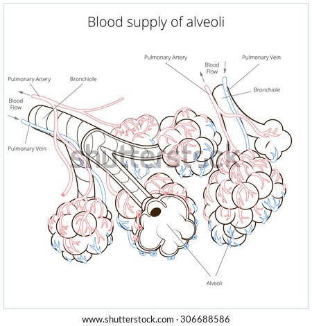 Alveoli Stock Photos, Images, & Pictures | Shutterstock