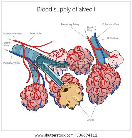 Alveoli Stock Photos, Royalty-Free Images & Vectors - Shutterstock