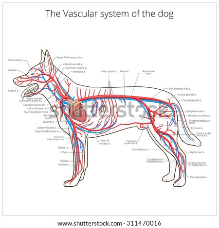 Respiratory System Dog Vector Illustration Stock Vector 306525953