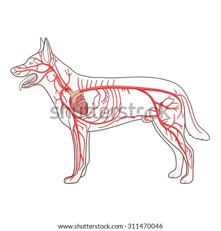 Arterial Circulatory System Dog Vector Illustration Stock Vector