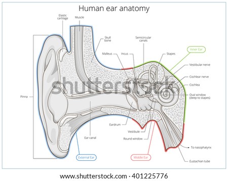 Inner Ear Stock Images, Royalty-Free Images & Vectors | Shutterstock