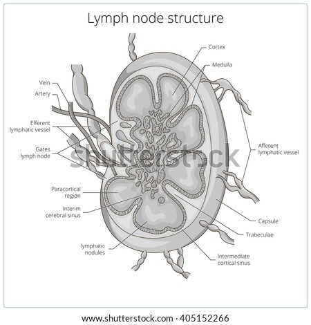 Lymph Node Structure Medical Educational Science Stock Vector 404964388