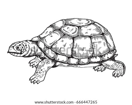 Turtle Vector Illustration Scratch Board Style Stock Vector 666447265 ...