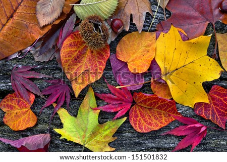 Abstract background of autumn leaves. Autumn background.