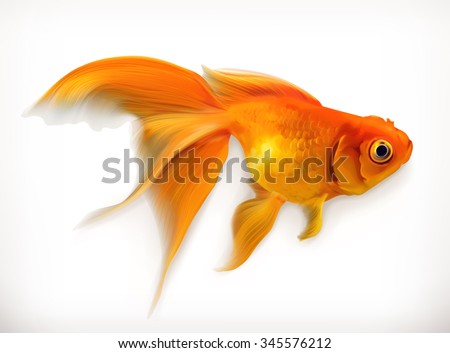 Goldfish, realistic vector illustration