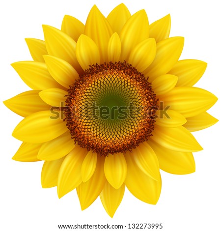 Download Realistic Sunflower Svg Free Layered Svg Files