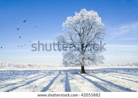 Snow covered landscape and tree
