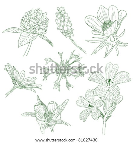 Flower Sketches Collection Stock Vector 81027421 - Shutterstock