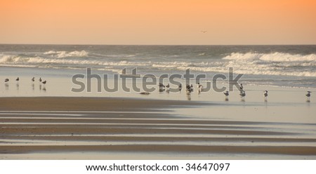 birds of north carolina stock images royalty free images birds of north carolina stock images royalty free images