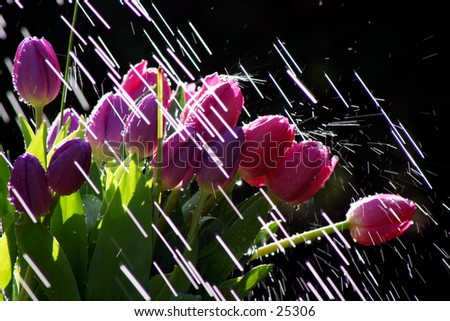 Tulips in the rain - stock photo