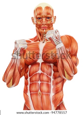 Muscle Man Front View Stock Illustration 82106602 - Shutterstock