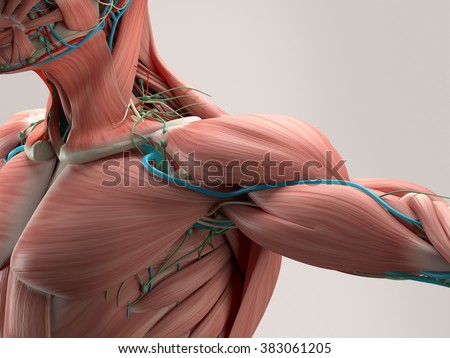 Human Anatomy Detail Shoulder Muscle Arteries Stock Illustration