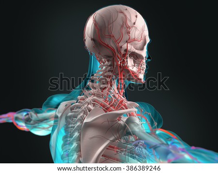 Human Anatomy Showing Face Head Shoulders Stock Illustration 340213976 ...