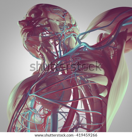 Human Anatomy Detail Shoulder Muscle Bone Stock Illustration 383061220 ...