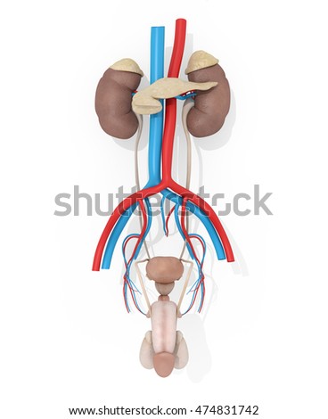 Excretory System Stock Images Royalty Free Images Vectors Shutterstock