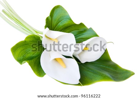three white Calla lilies with leaf isolated on a white background