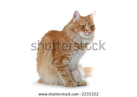 Beautiful Red Cat Ginger Eyes Posing Stock Photo 556547179 ...