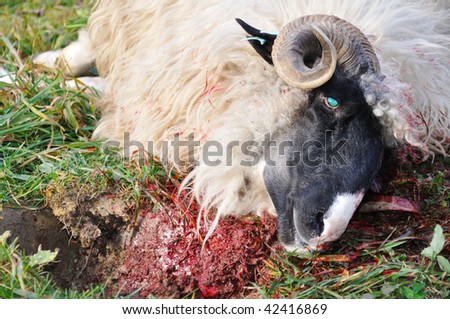 Animal Sacrifice Stock Images, Royalty-Free Images 