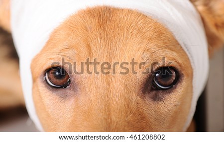 tone damli pupp ståpikk tone damli pupp ståpikk