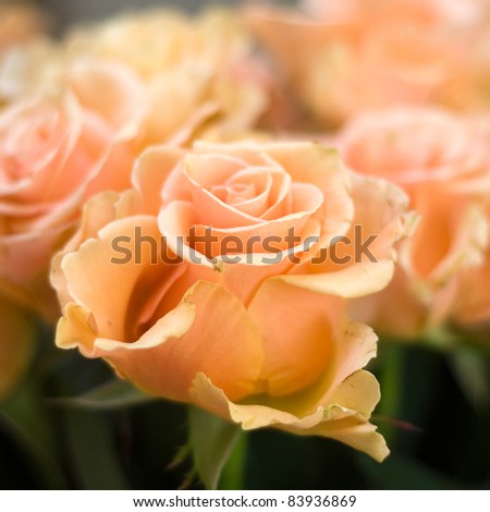 peach colored roses
