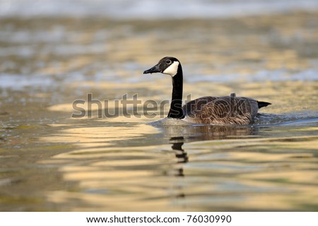 canada goose golden goose canada goose golden goose