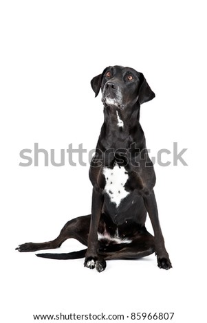 Black Labrador White Spot On Chest Stock Photo (edit Now) 85966807 