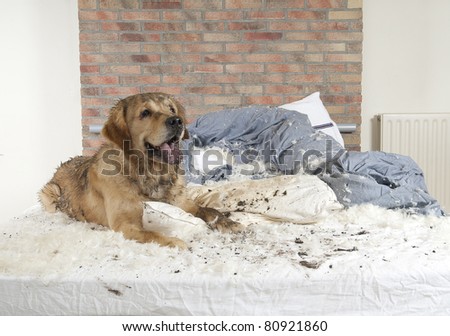 Dog Mud Stock Photos, Images, & Pictures | Shutterstock