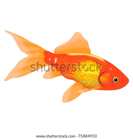 Aquarian a gold fish on a white background