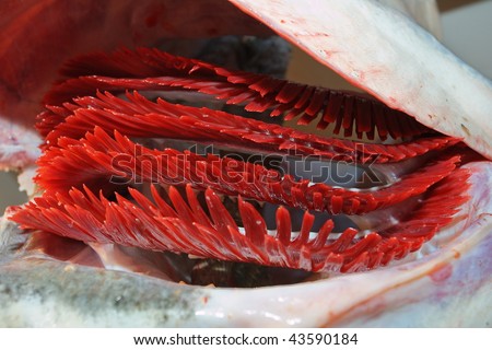 Fish Gills Stock Images, Royalty-Free Images & Vectors | Shutterstock