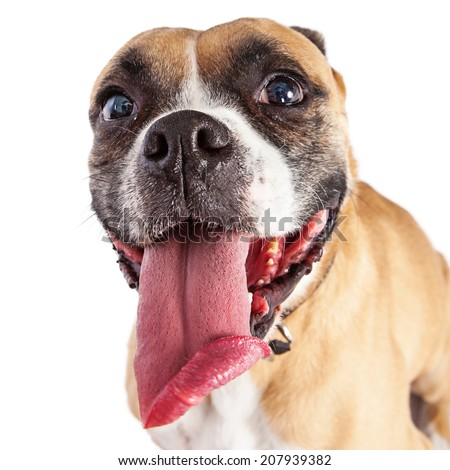 dog tongue boxer funny panting thirsty sticking dogs shutterstock doggy very animal weather pet crossbreed hacks thedogtrainingsecret overheating quiz risk